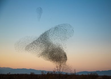 Murmuring of Starlings over nature reserve early evening